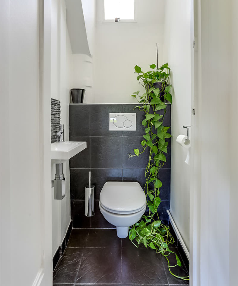 23-banheiro-vaso-planta-jiboia
