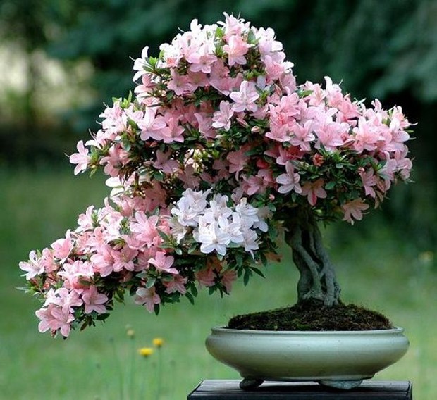 azaleia-bonsai-azalea
