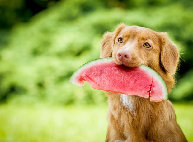 fruta-pet-melancia-cachorro